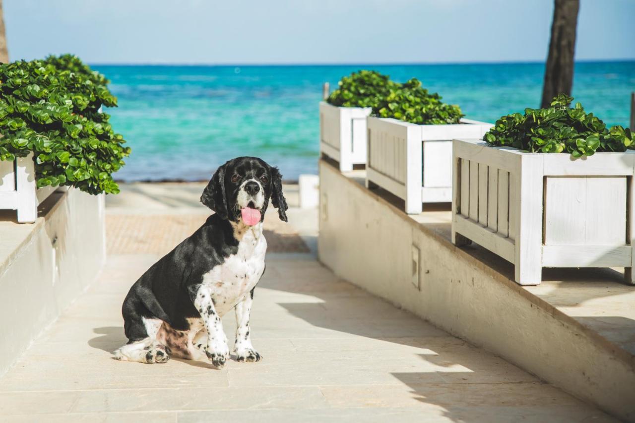 Thompson Playa Del Carmen Beach House, By Hyatt Exteriér fotografie